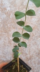 Саженцы Эвкалипт Припудренный Eucalyptus purverulenta