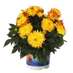 1728 Георгин HYPNOTICA YELLOW BICOLOR (ВЕСНА 2025)
