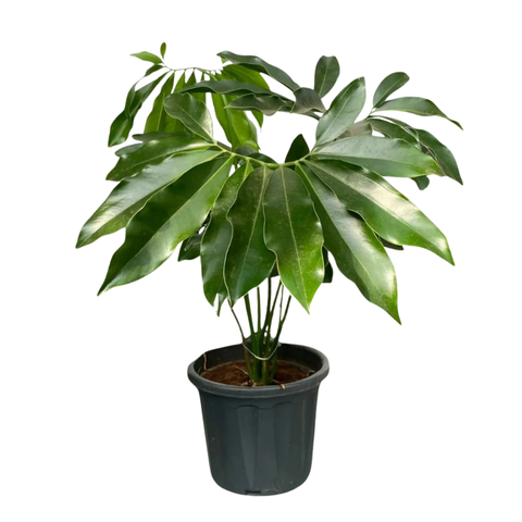 Филодендрон Резной (Гоэлда)