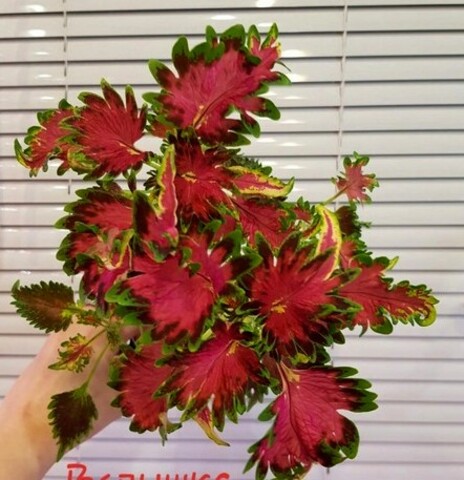 Вспышка UO колеус