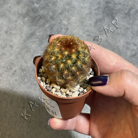 Маммиллярия Кармен Рубриспина d5