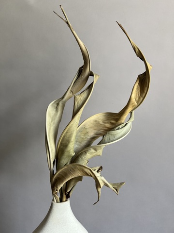 Листья стрелиции натуральные