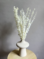 Эвкалипт Бейби Блю стабилизированный белый