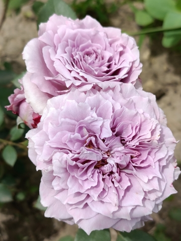 Лавендер Кристал (Lavender Crystal)