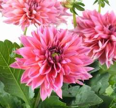 17118 Георгин DARLIN SALMON