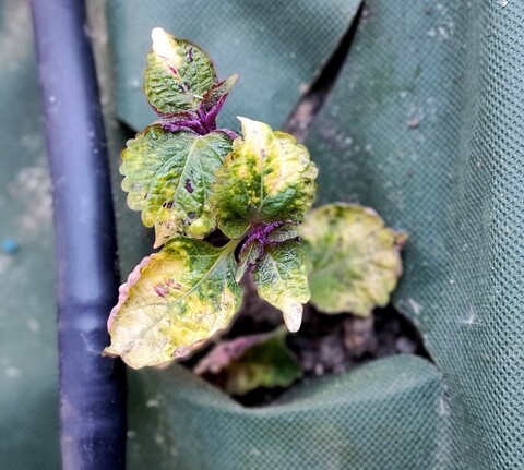 Гроссмейстер ТМ колеус