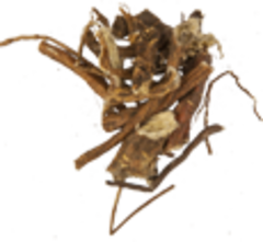 Стеллера карликовая (корень)