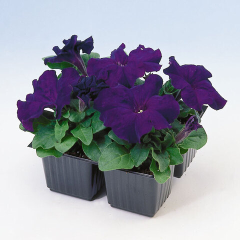 S6070 Петуния кустовая Grandiflora EZ RIDER® BLUE 100 шт.