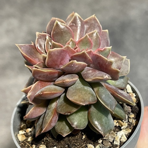 Эхеверия Мина Кристата d7