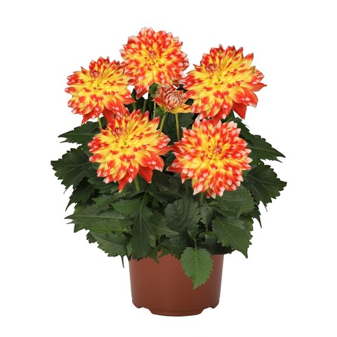 17158 Георгин HYPNOTICA CANDY CORN (ВЕСНА 2025)