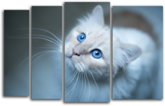 Модульная картина "Голубоглазая кошка"