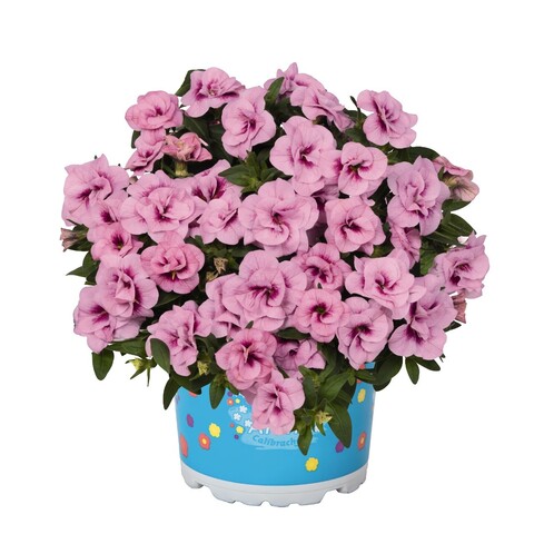 1906 Калибрахоа ALOHA DOUBLE SOFT PINK EYE (ВЕСНА 2025)