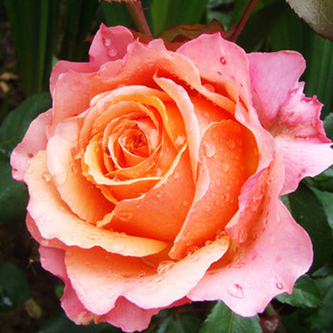 Роза чайно-гибридная Фрезита 
