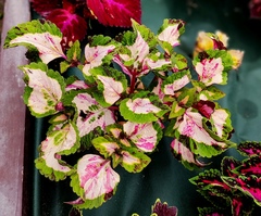 Морская фея UO колеус