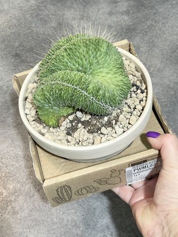 Маммиллярия Спинозиссима Ун Пико в керамике d15