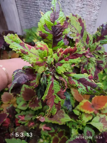 БЗ. 13 колеус