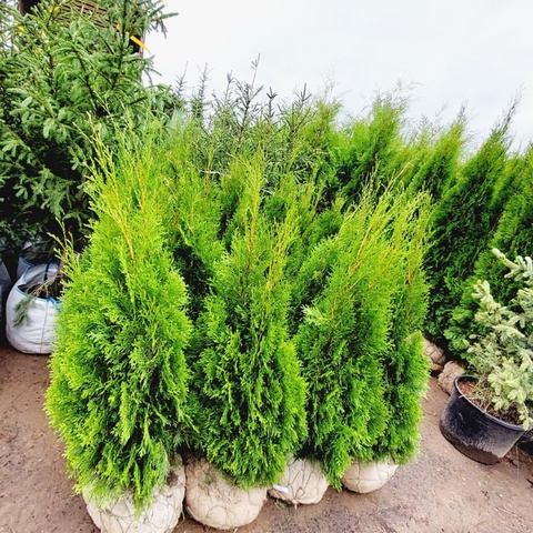 Туя западная Смарагд ЭКСТРА АКЦИЯ | Thuja occidentalis Smaragd 60-80 см