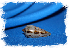 Конус цинереус (Conus Cinereus)