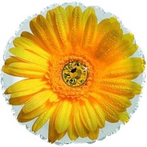 Круг Гербера Жёлтая