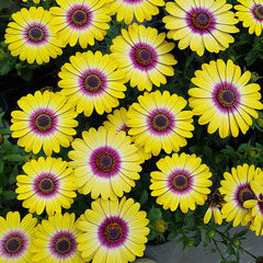 2709 Остеоспермум FLOWERPOWER TROPIC SUN (ВЕСНА 2025)