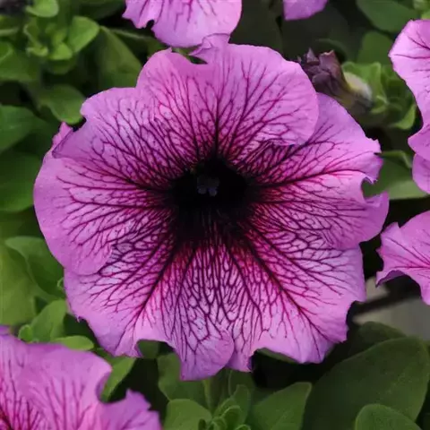 S6053 Петуния кустовая Grandiflora DADDY® SUGAR 1000 шт.