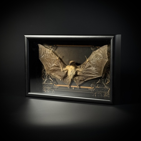 Летучая мышь