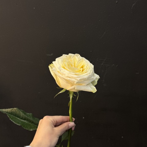 Роза Candlelight 45 см 1 шт