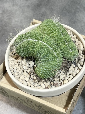 Маммиллярия Спинозиссима Ун Пико в керамике d15