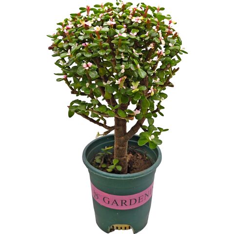 Живой суккулент - Портулакария Афра вариегата штамб D14 H36