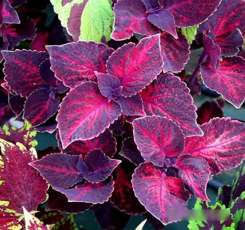 Красный закат UO колеус