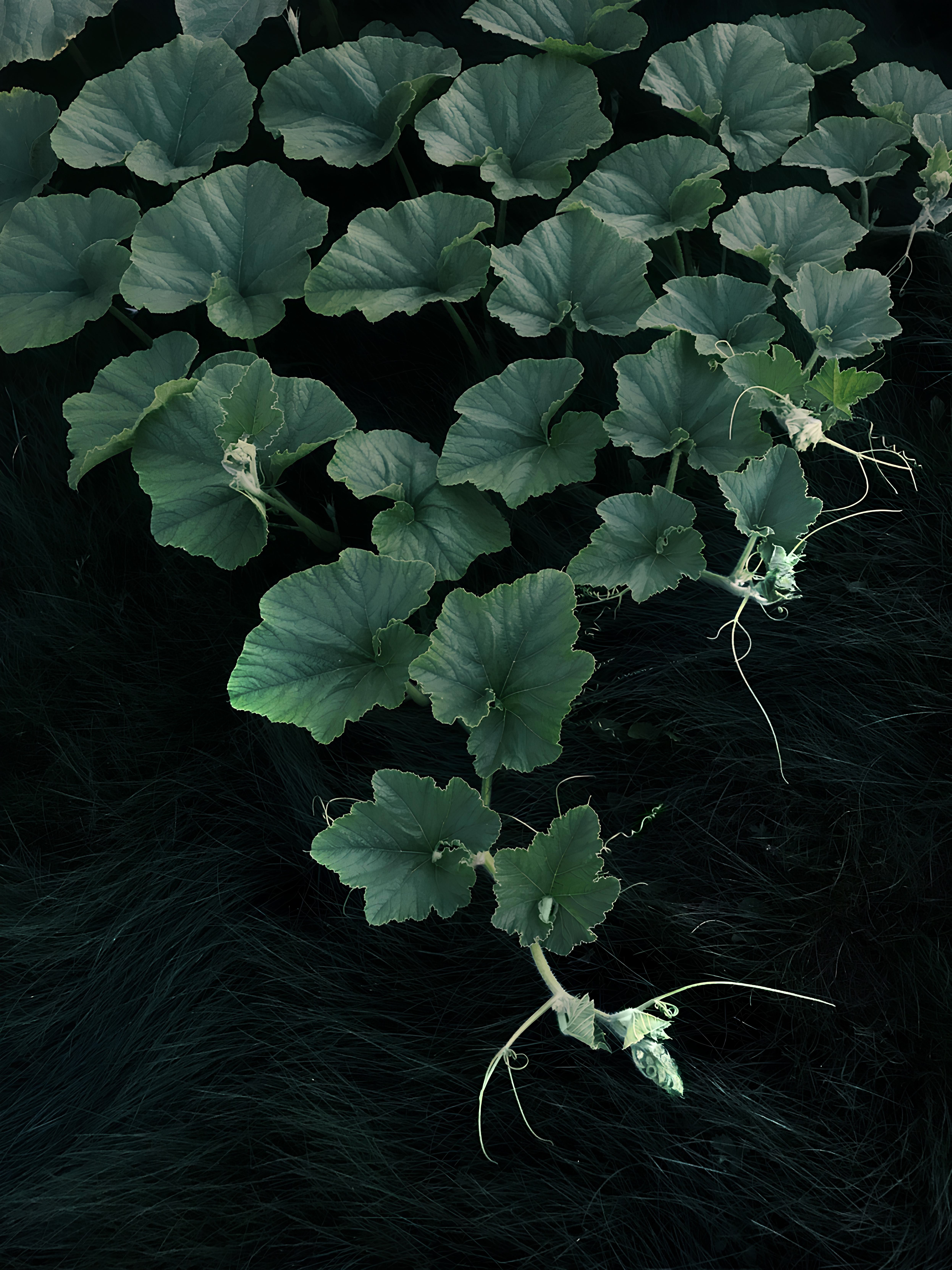 Последний август I