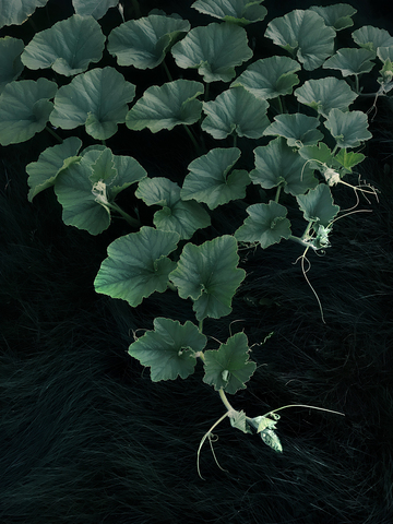 Последний август I