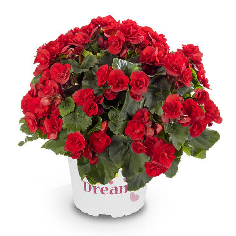 1225 Бегония SOLENIA SCARLET (Весна 2026)