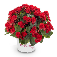 1225 Бегония SOLENIA SCARLET (Весна 2026)