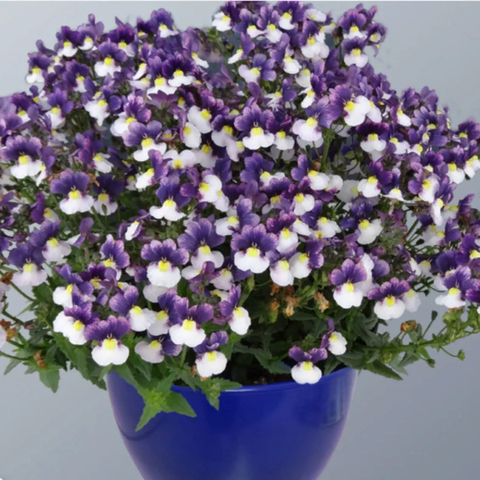 2641 Немезия SUNPEDDLE PLUM WHITE BICOLOR (ВЕСНА 2025)