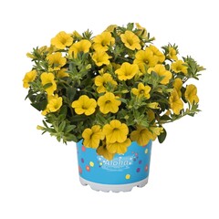 1907 Калибрахоа ALOHA KONA YELLOW (ВЕСНА 2025)