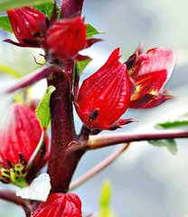 Каркадэ суданская роза hibiscus sabdariffa