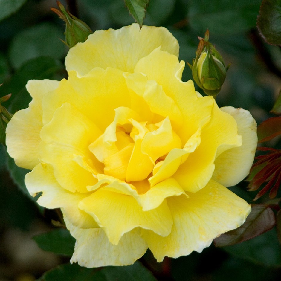 Роза золото валенсии фото и описание
