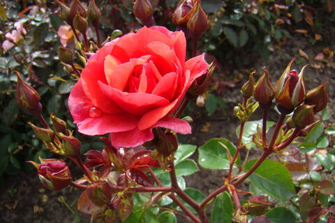 Фолль Фрамбуаз(Folle Framboise)
