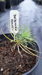 Teofrast Сосна Культера Pinus coulteri