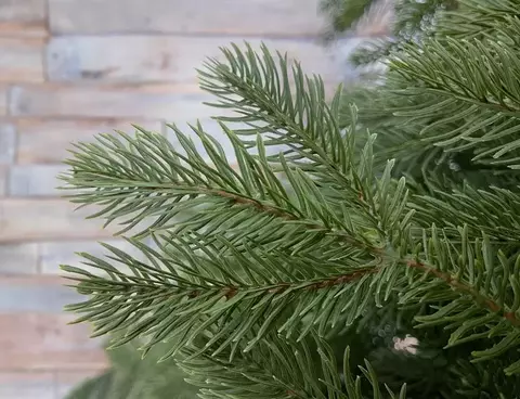 Ель 185см Black Box Дворянская 100% литая зеленая