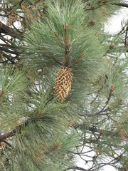 Сосна Культера Pinus coulteri