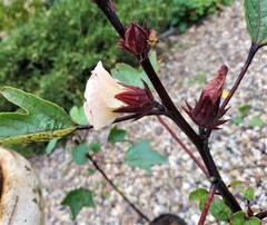 Teofrast Каркадэ суданская роза hibiscus sabdariffa