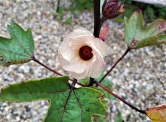 Teofrast Каркадэ суданская роза hibiscus sabdariffa