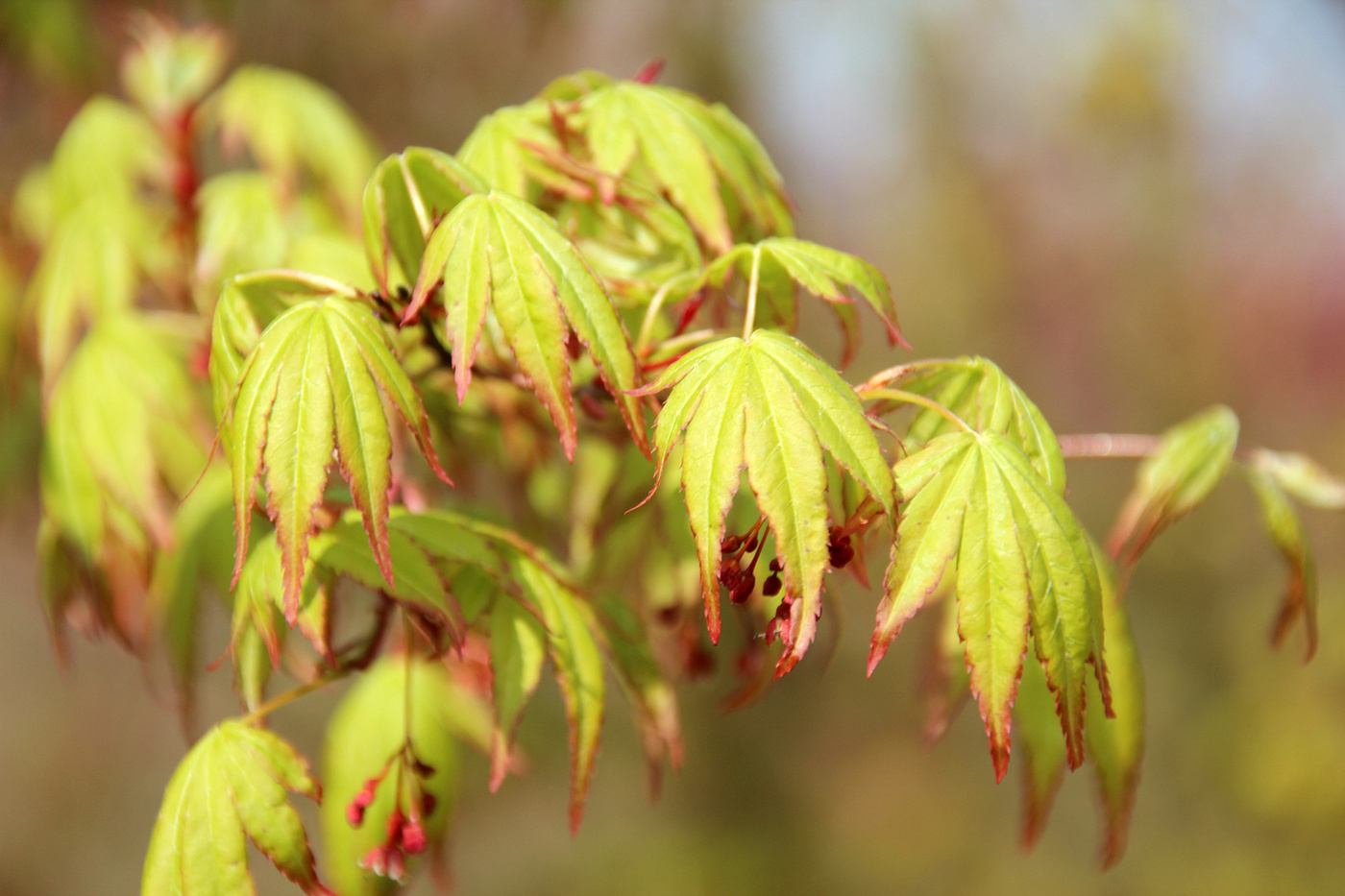 Клен дланевидный Acer palmatum