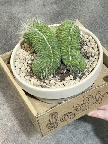 Маммиллярия Спинозиссима Ун Пико в керамике d15