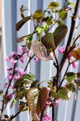 Teofrast Церцис Канадский Merlot Cercis canadensis