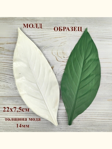 Молд лист 