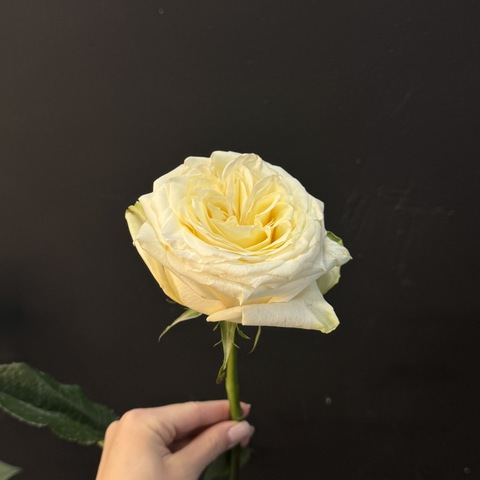 Роза Candlelight 45 см 1 шт