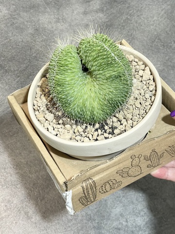 Маммиллярия Спинозиссима Ун Пико в керамике d15